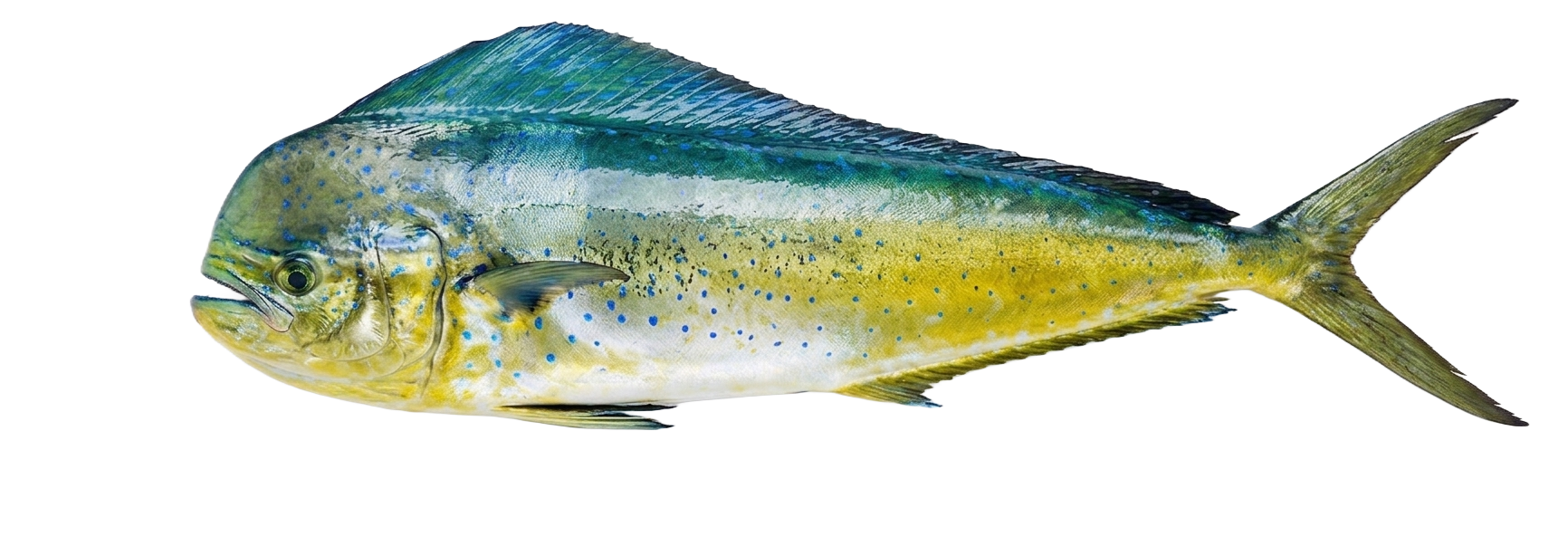 Mahi Mahi